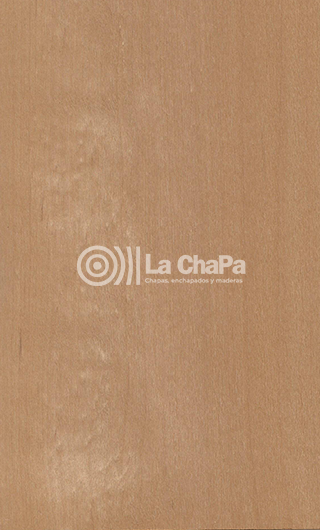 Chapa Alder