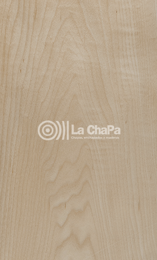 Chapa Maple USA