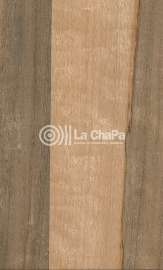 Chapa Nogal Australiano