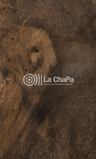 chapa raíz de nogal