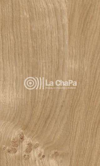 Chapa Roble Europeo Salvaje